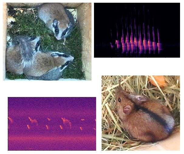 small mammals