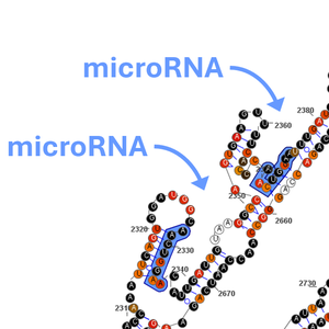 •	Depiction of the microRNA recognition element in the EWSR1::FLI1 fusion mRNA transcript