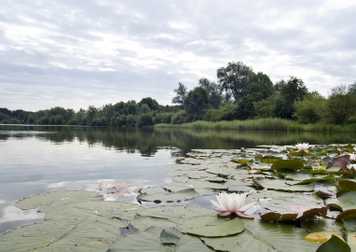 Lilly-pads.jpg