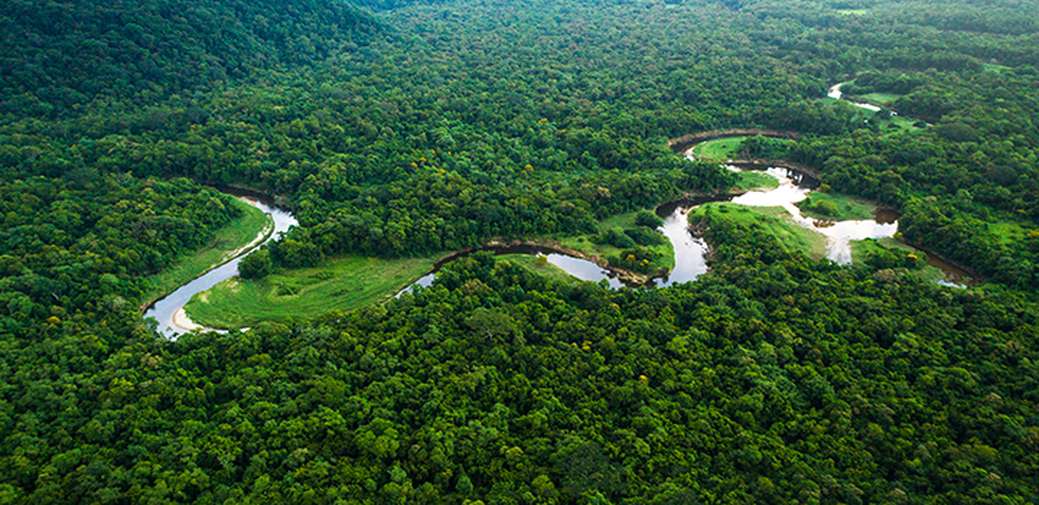 Amazon rainforest