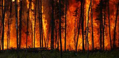 Trees in a boreal forest in Canada on fire in 2016
