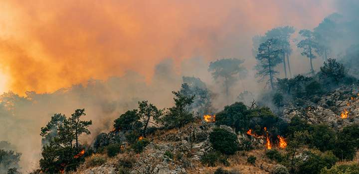 Wildfire