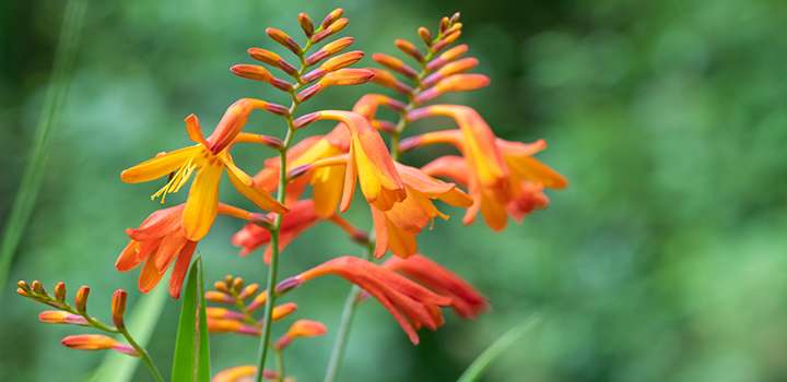 A close up of orange flowers.