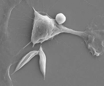 Cell interaction under microscope