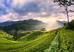 rice fields in bali
