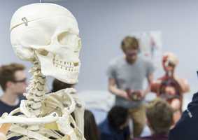 Model of skeleton shown in the anatomy suite