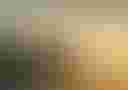 Loading image...