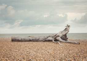 Driftwood on a pebble beach