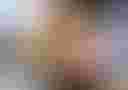 Loading image...