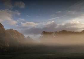 Picture of trees on UEA campus