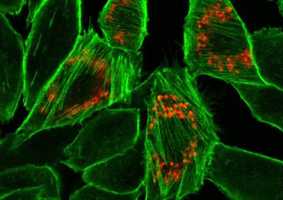 Molecular and tissue pharmacology