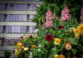 The Lasdun Wall and flowers showing the green surrounding environment