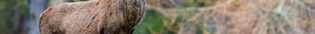 A deer in the forest