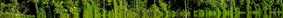 Environmental Sciences Rainforest