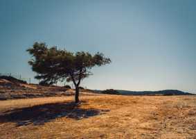 Tree growing in the desert