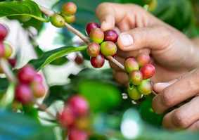 picking-berries