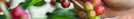 picking-berries