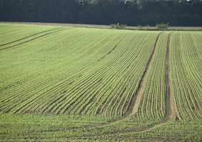 EDESIA: Plants, Food and Health