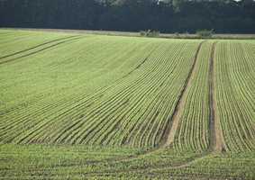 EDESIA: Plants, Food and Health