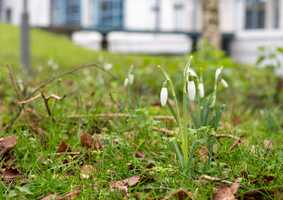 Snowdrop flowers on the UEA campus