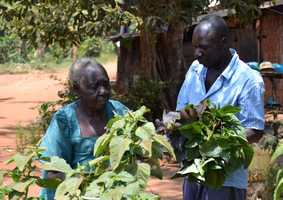 Older people looking at plants in a rural African community