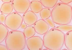Cells and Tissues Group