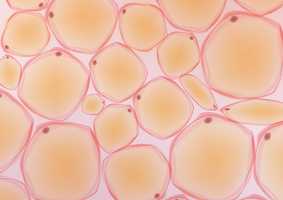 Cells and Tissues Group