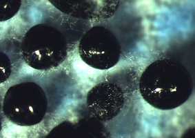 Molecular Microbiology