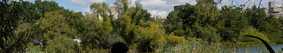 UEA Broad
