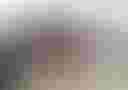 Loading image...