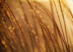 Grass in the morning sun