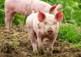 Transforming the global animal feed industry