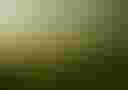 Loading A dense pine forest....