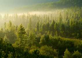 A dense pine forest.