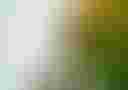 Loading Outline of a face made of trees...