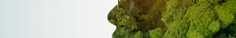 Outline of a face made of trees