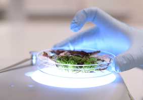 Specimen in petri dish