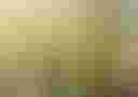 Loading image...
