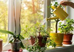 Plant Sciences Group