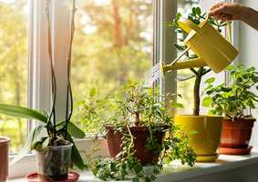 Plant Sciences Group