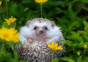 hedgehog