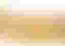 Loading image...