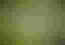 Loading image...