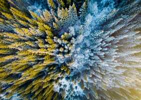Aerial shot of forest half frozen