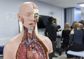 Anatomy figure