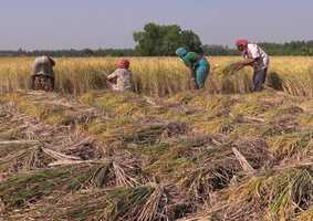 women working in field