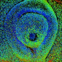 Reconstructing signalling activities in the developing eye