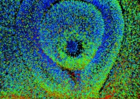 Bio Imaging Platform