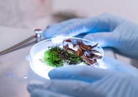 Petri dish