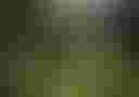 Loading image...